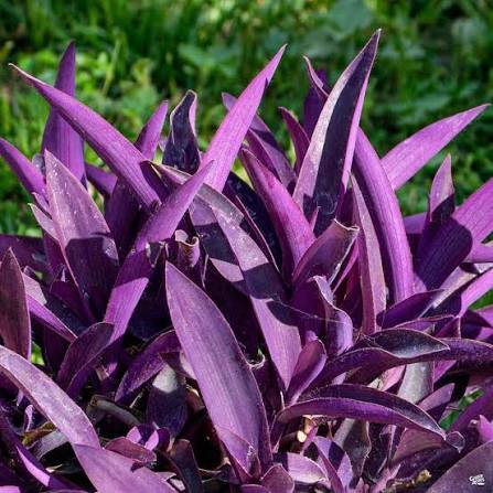 Purple Heart